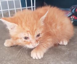 Photo d'un(e) EUROPEEN CHATON
