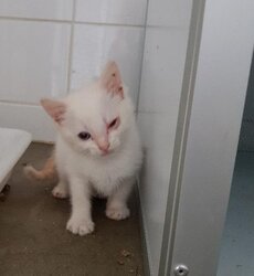 Photo d'un(e) EUROPEEN CHATON