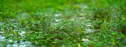 Green grass flooded with rain.Summer rain.Rectangular background with wet grass.Flooding in the fields.