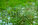 Green grass flooded with rain.Summer rain.Rectangular background with wet grass.Flooding in the fields.