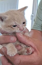 Photo d'un(e) EUROPEEN CHATON