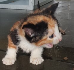 Photo d'un(e) EUROPEEN CHATON