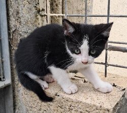 Photo d'un(e) EUROPEEN CHATON