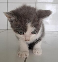 Photo d'un(e) EUROPEEN CHATON