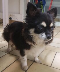 Photo d'un(e) CHIHUAHUA