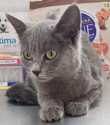 Photo d'un(e) CHARTREUX