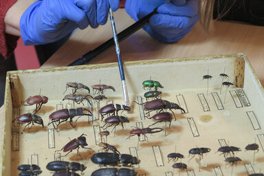 illustration de la manifestation Accrochage - Dans les coulisses du musée : insectes à la loupe