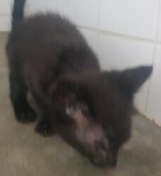 Photo d'un(e) EUROPEEN CHATON