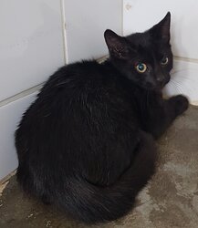 Photo d'un(e) EUROPEEN CHATON