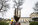 Transplantation des Liquidambars
