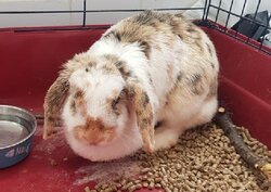 Photo d'un(e) LAPIN TETE DE BELIER