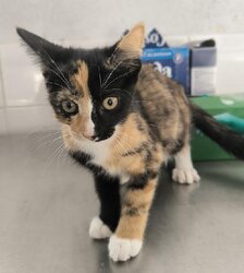 Photo d'un(e) EUROPEEN CHATON