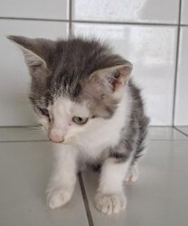 Photo d'un(e) EUROPEEN CHATON