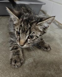 Photo d'un(e) EUROPEEN CHATON