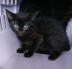 Photo d'un(e) EUROPEEN CHATON