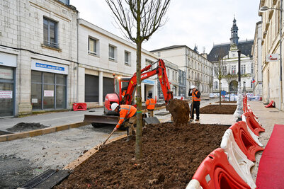 Plantation des cerisiers d'ornement, le 5 janvier 2024 (photo Darri)
