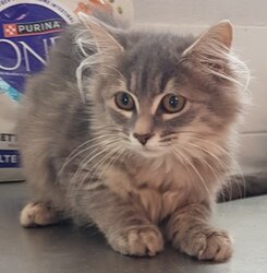 Photo d'un(e) EUROPEEN CHATON