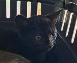 Photo d'un(e) EUROPEEN CHATON
