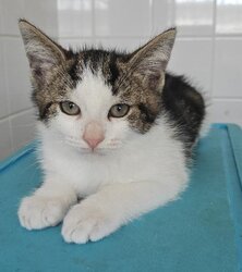 Photo d'un(e) CHATON EUROPEEN