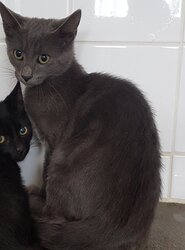 Photo d'un(e) EUROPEEN CHATON