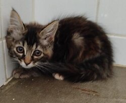 Photo d'un(e) EUROPEEN CHATON