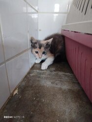 Photo d'un(e) EUROPEEN CHATON