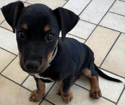 Photo d'un(e) X BEAUCERON