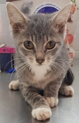 Photo d'un(e) EUROPEEN CHATON