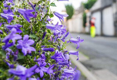 Entretien des trottoirs fleuris