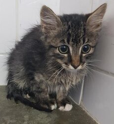 Photo d'un(e) EUROPEEN CHATON