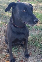 Photo de POOKIE, LABRADOR