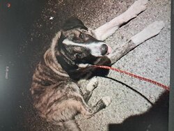 Photo d'un(e) X KANGAL