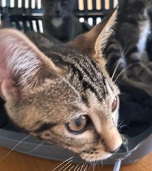 Photo d'un(e) EUROPEEN CHATON