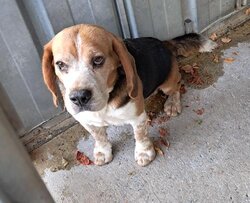 Photo d'un(e) X BEAGLE