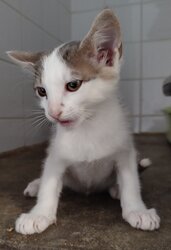 Photo d'un(e) EUROPEEN CHATON