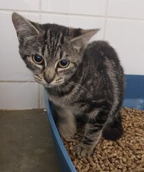 Photo d'un(e) EUROPEEN CHATON