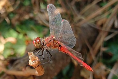 illustration de la manifestation Histoire de Nature : Quelle est la biodiversité niortaise et comment contribuer à mieux la connaitre et la préserver ?