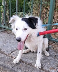 Photo d'un(e) X BORDER COLLIE