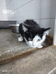 Photo d'un(e) EUROPEEN CHATON