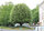 arbre01 Chêne vert