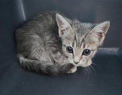 Photo d'un(e) EUROPEEN CHATON