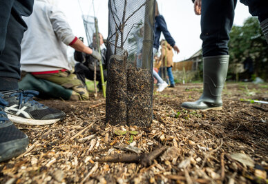 Plantation d?arbres par des eleves de l'ecole Jean-Mermoz pour la creation d'un jardin-foret gourmand a Souche
