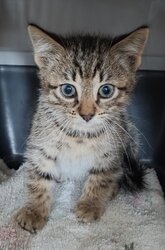 Photo d'un(e) EUROPEEN CHATON