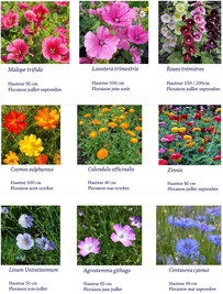 Fleurs semées dans les rues piétonnes