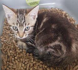 Photo d'un(e) EUROPEEN CHATON