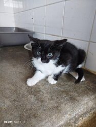 Photo d'un(e) EUROPEEN CHATON