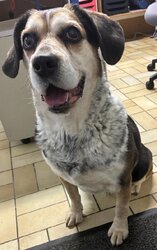 Photo d'un(e) BEAGLE