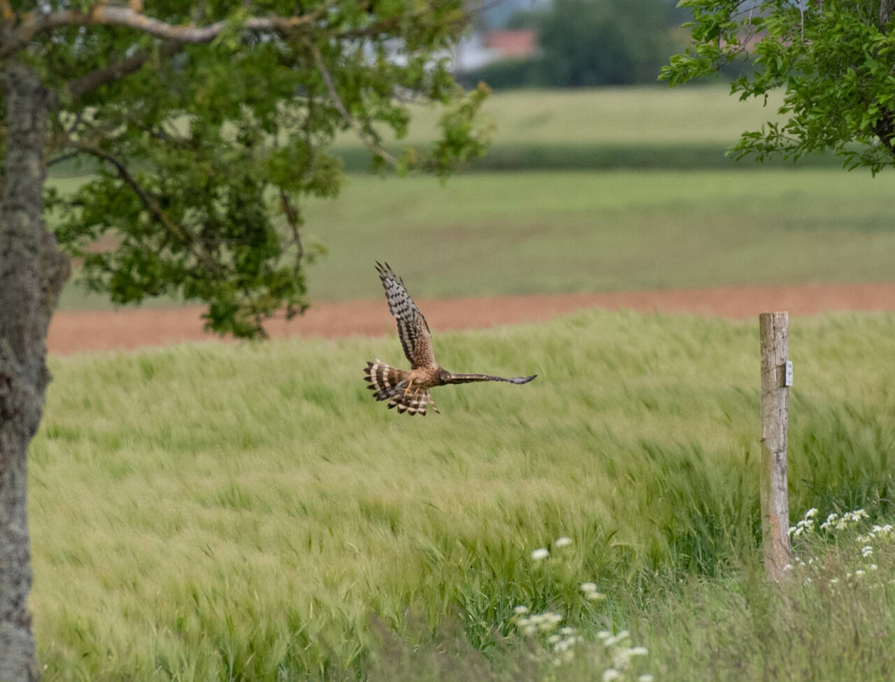 Busard cendré : cet oiseau de plaine, d'intérêt communautaire, peut assurer son cylce de vie lorsque les moissons au sol ne détruisent pas son nid©E Chauvet