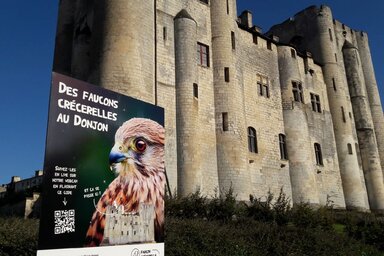Faucons du Donjon