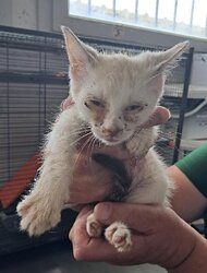 Photo d'un(e) EUROPEEN CHATON